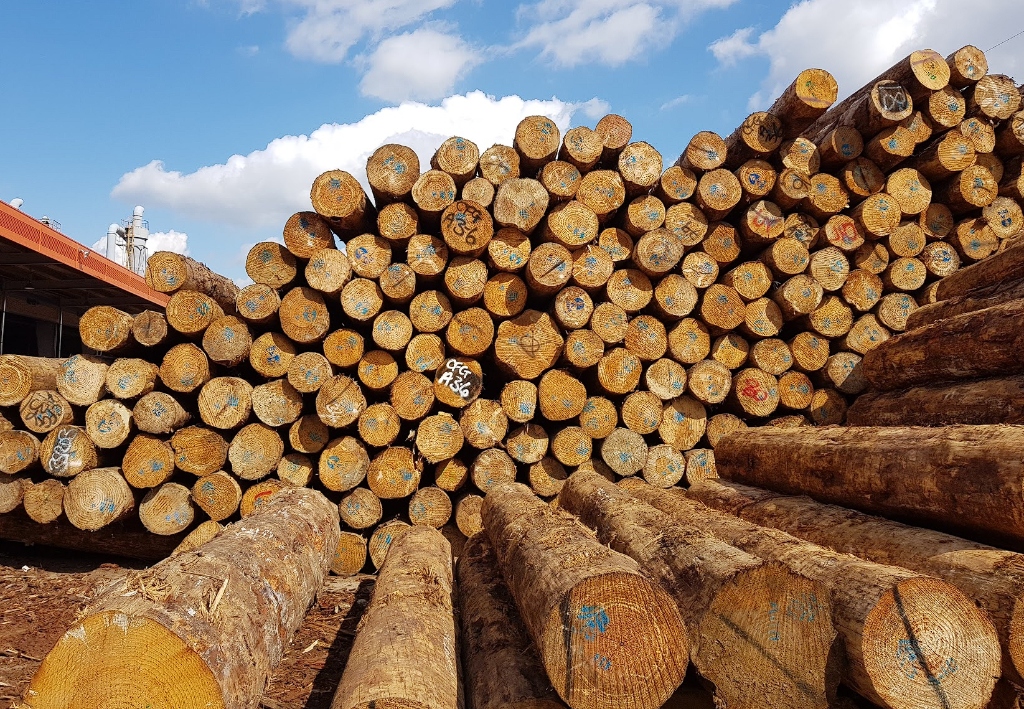 수컴퍼니 목재 현장